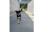 Adopt Francesca a Mixed Breed (Medium) / Mixed dog in Stouffville, ON (41556615)