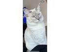 Adopt Nala a White Siamese / Mixed (medium coat) cat in Houston, TX (41556579)