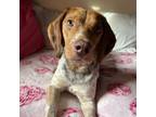 Adopt Cashew a Beagle, Mixed Breed