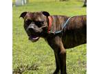 Adopt 2405-0902 Dallas a Brindle Pit Bull Terrier / Mixed dog in Virginia Beach