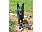 Adopt Rory a Black Belgian Malinois / German Shepherd Dog / Mixed dog in