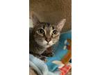 Adopt Lexie a Domestic Shorthair / Mixed (short coat) cat in Columbus