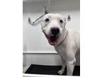 Adopt Blue a American Pit Bull Terrier / Mixed dog in San Diego, CA (41556475)