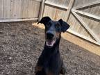 Adopt Faith a Black - with Tan, Yellow or Fawn Doberman Pinscher / Mixed dog in