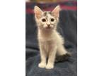 Adopt Pearl a Black & White or Tuxedo Turkish Angora / Mixed (long coat) cat in