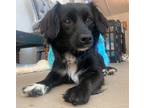 Adopt Peone a Black - with White Spaniel (Unknown Type) / Mixed dog in Santa