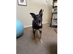 Adopt Tor a Brown/Chocolate - with Black Belgian Shepherd / Mixed dog in