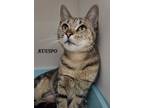 Adopt Ku'uipo a Gray, Blue or Silver Tabby Domestic Shorthair cat in Honolulu