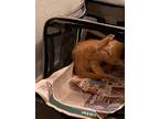 Adopt Litter G - Goober a Orange or Red (Mostly) Domestic Shorthair cat in
