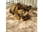 Adopt Cricket C. a Cream or Ivory (Mostly) Domestic Shorthair cat in Buhl