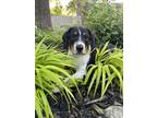 Adopt Matt a Tricolor (Tan/Brown & Black & White) Beagle dog in Tulsa