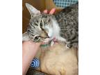 Adopt Mame a Gray, Blue or Silver Tabby Domestic Shorthair cat in New York