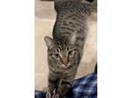 Adopt Teddy a Domestic Mediumhair cat in South Pasadena, CA (41556488)