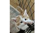 Adopt Toulouse a Orange or Red (Mostly) Domestic Shorthair / Mixed (short coat)