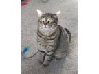Adopt Bowser a Brown Tabby Domestic Shorthair / Mixed (short coat) cat in