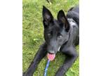 Adopt Milo a Black - with White German Shepherd Dog / Border Collie / Mixed dog
