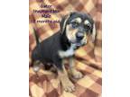 Adopt Gator a Black - with Brown, Red, Golden, Orange or Chestnut Mixed Breed