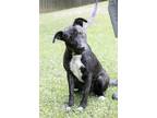 Adopt Cervesa a Brindle - with White Pit Bull Terrier / Mixed dog in Slidell