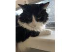 Adopt Tico a Black & White or Tuxedo Domestic Longhair / Mixed (long coat) cat