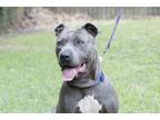 Adopt Dennis a Gray/Silver/Salt & Pepper - with White Pit Bull Terrier / Mixed