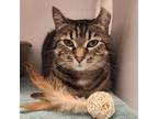 Adopt Lily a Domestic Shorthair / Mixed cat in Kamloops, BC (41556420)