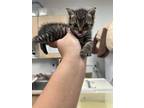 Adopt Bessie a Gray or Blue Domestic Shorthair / Mixed Breed (Medium) / Mixed