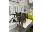 Adopt Grayson a Domestic Shorthair / Mixed cat in Burnaby, BC (41556334)