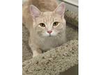 Adopt Gage a Cream or Ivory (Mostly) Domestic Mediumhair (medium coat) cat in