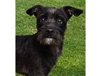 Adopt Gage a Black - with White Standard Schnauzer / Terrier (Unknown Type