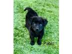 Adopt Pablo a Black Shepherd (Unknown Type) / Mixed dog in Mission Viejo