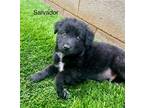 Adopt Salvador a Black - with White Shepherd (Unknown Type) / Mixed dog in