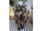 Adopt Winnie a Domestic Longhair / Mixed cat in Salmon Arm, BC (41556380)