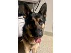 Adopt Lobo a German Shepherd Dog / Mixed dog in Pomona, CA (41556307)