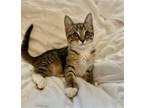 Adopt Roger a Domestic Shorthair / Mixed (short coat) cat in Columbus