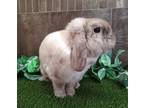 Adopt Sir Teddy a Lop, Holland / Mixed rabbit in Vancouver, WA (41555290)