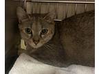 Adopt Michelle Mabell a Domestic Shorthair / Mixed cat in Vancouver