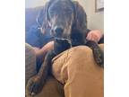 Adopt Heath a Black Plott Hound / Mixed dog in Webster, WI (41556123)