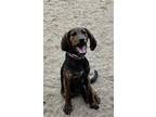 Adopt Horizon a Black Plott Hound / Mixed dog in Webster, WI (41556299)