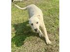 Adopt Cotton Delta a White Labrador Retriever / Boxer / Mixed dog in Middletown