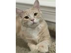Adopt Gage a Cream or Ivory (Mostly) Domestic Mediumhair (medium coat) cat in