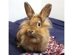 Adopt Ginger Snap a Cinnamon Lionhead / Mixed (long coat) rabbit in Forked