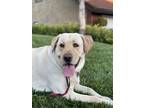 Adopt Charlie a White - with Tan, Yellow or Fawn Labrador Retriever / Mixed dog