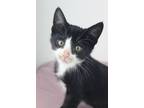 Adopt Bubblegum a Domestic Shorthair / Mixed cat in Berkeley, CA (41556294)