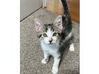 Adopt Bitty a Gray or Blue (Mostly) Domestic Shorthair / Mixed cat in Phoenix