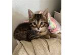 Adopt Coco a Brown Tabby Domestic Shorthair / Mixed cat in Phoenix
