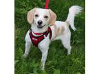 Adopt Scott a White - with Tan, Yellow or Fawn Spaniel (Unknown Type) / Beagle /