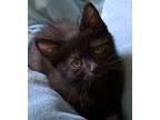 Adopt Jericho a All Black Domestic Shorthair (short coat) cat in Manchester