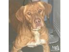 Adopt Chad a Red/Golden/Orange/Chestnut Labrador Retriever / Retriever (Unknown
