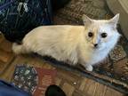 Adopt Ms. Kitty a White Domestic Mediumhair / Mixed (medium coat) cat in New