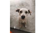 Adopt Mirabel a Tan/Yellow/Fawn Mixed Breed (Medium) / Mixed dog in Hamilton